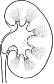 Kidney