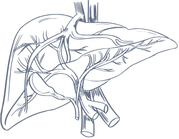 Liver